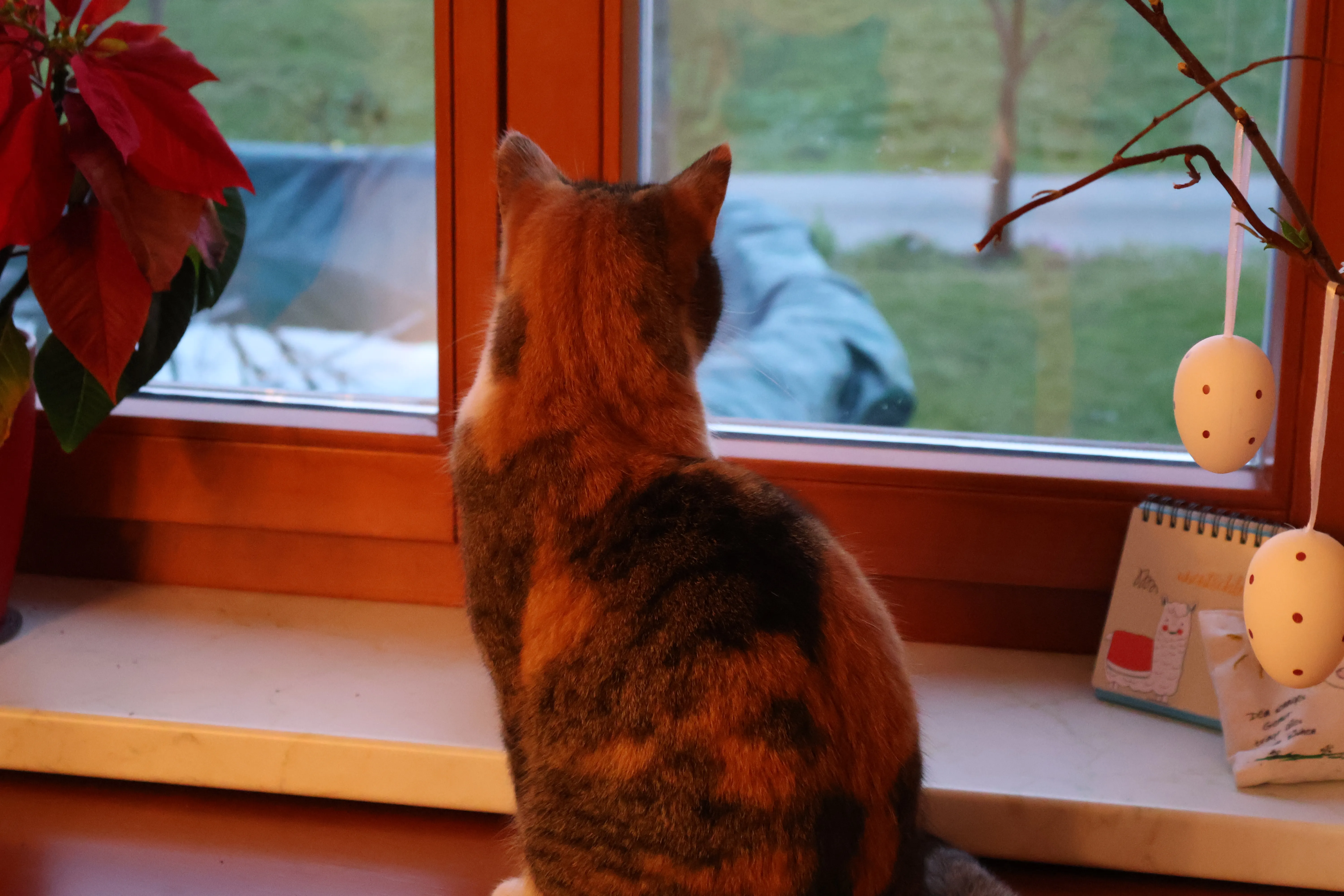 Cat looking out of window